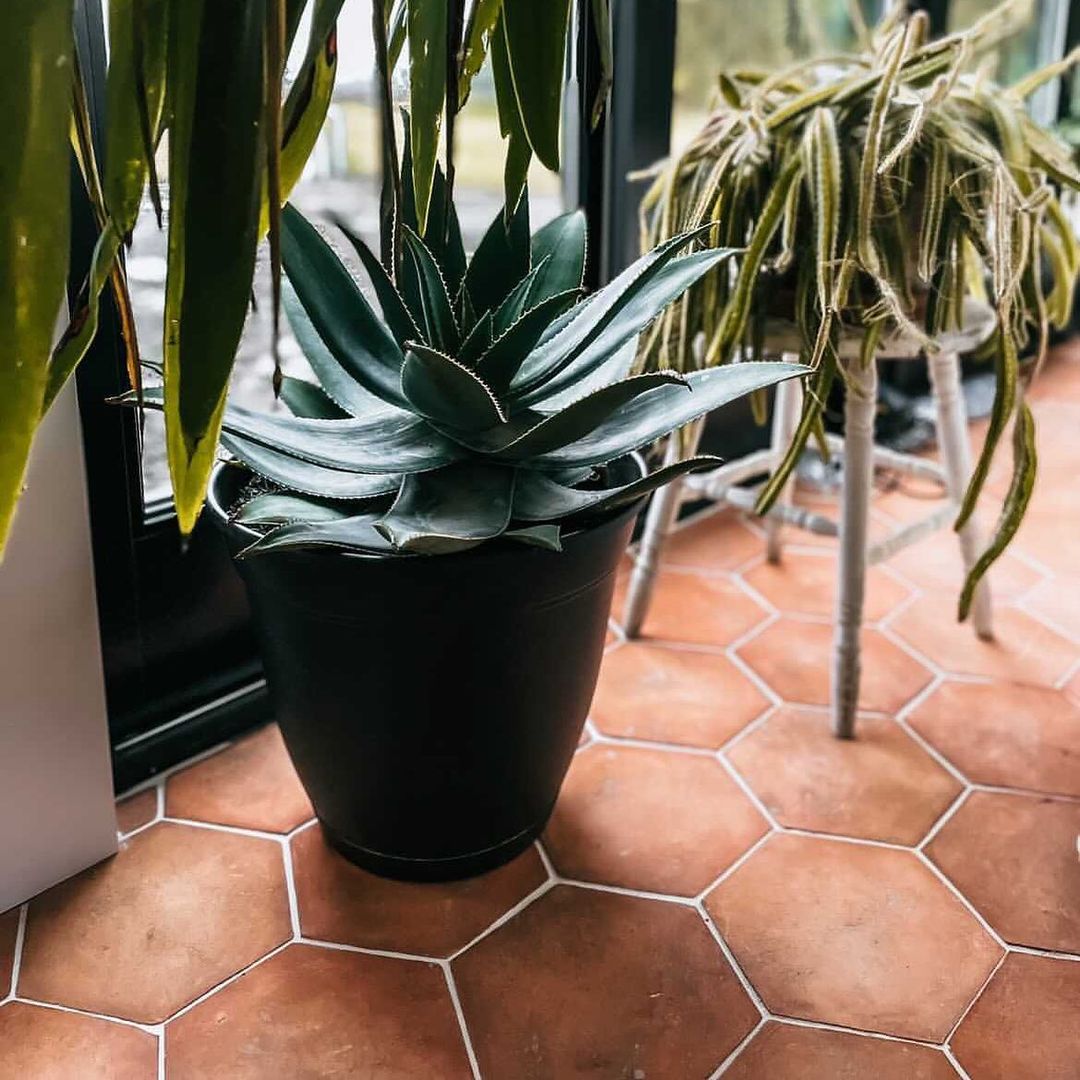 A spiky green succulent in a black pot sits on a terracotta hexagonal tiled floor near a window, with another potted cactus plant in the background.