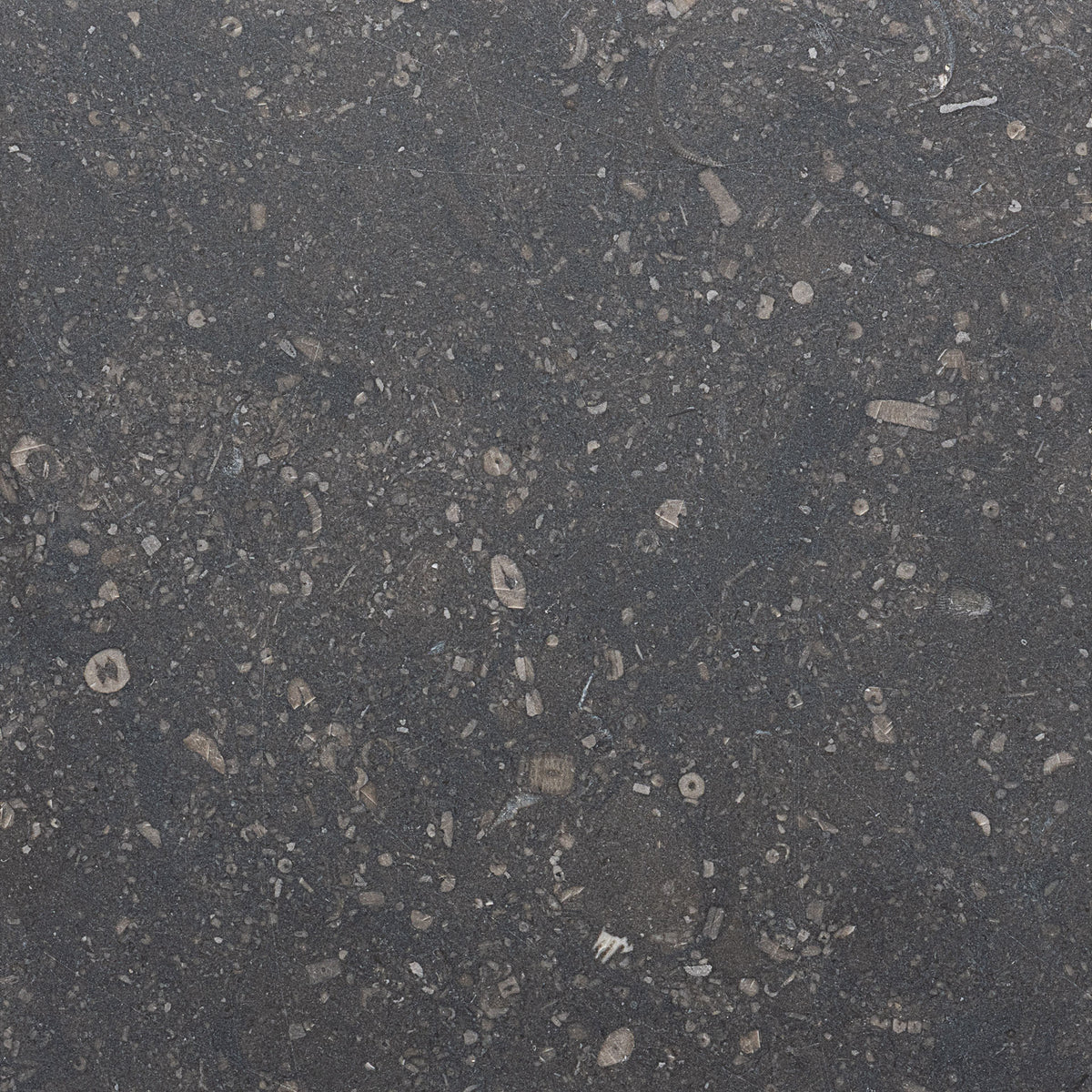 Honed 12x24 Belgian Bluestone