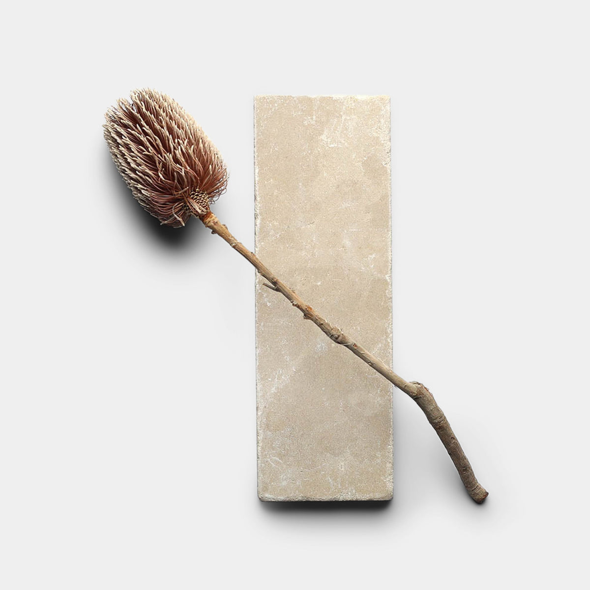 A dried brown flower with a curved stem lies diagonally on the Buff 4x12 + Honed sample handmade tile by Zia Tile, showcased against a plain white background.