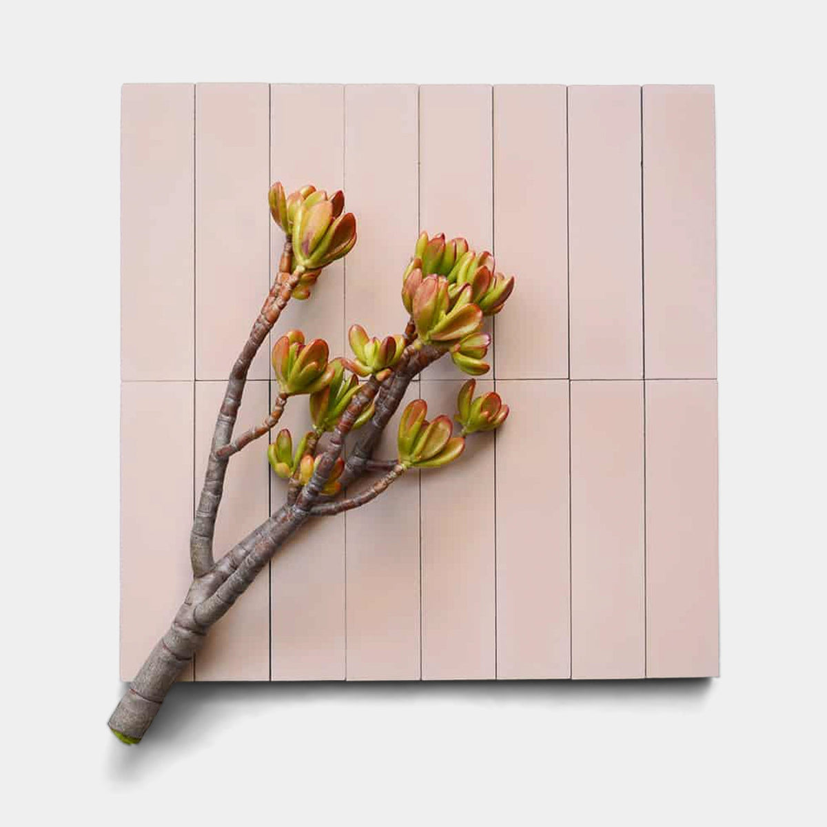 A single succulent branch with green and red-tipped leaves rests diagonally on a grid of beige Jaipur Pink 2x8 tiles by vendor-unknown, set against a plain white background.