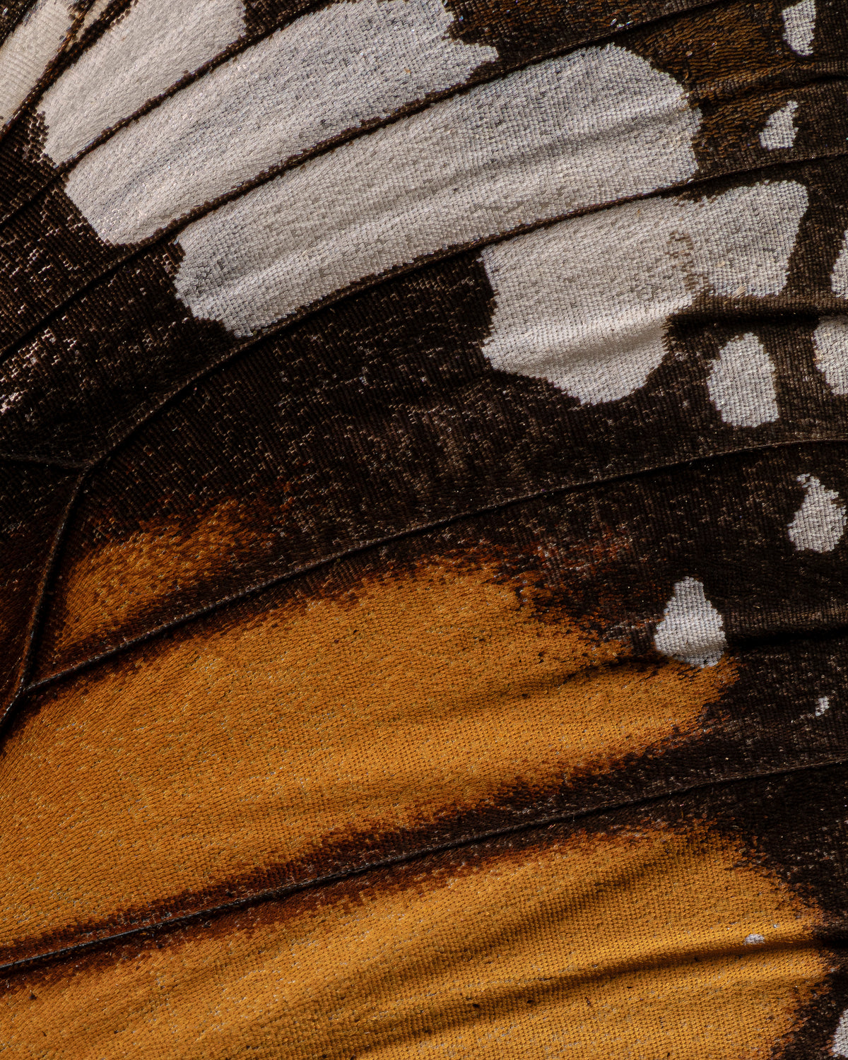 Close-up of a butterfly wing with brown, black, and white patterns