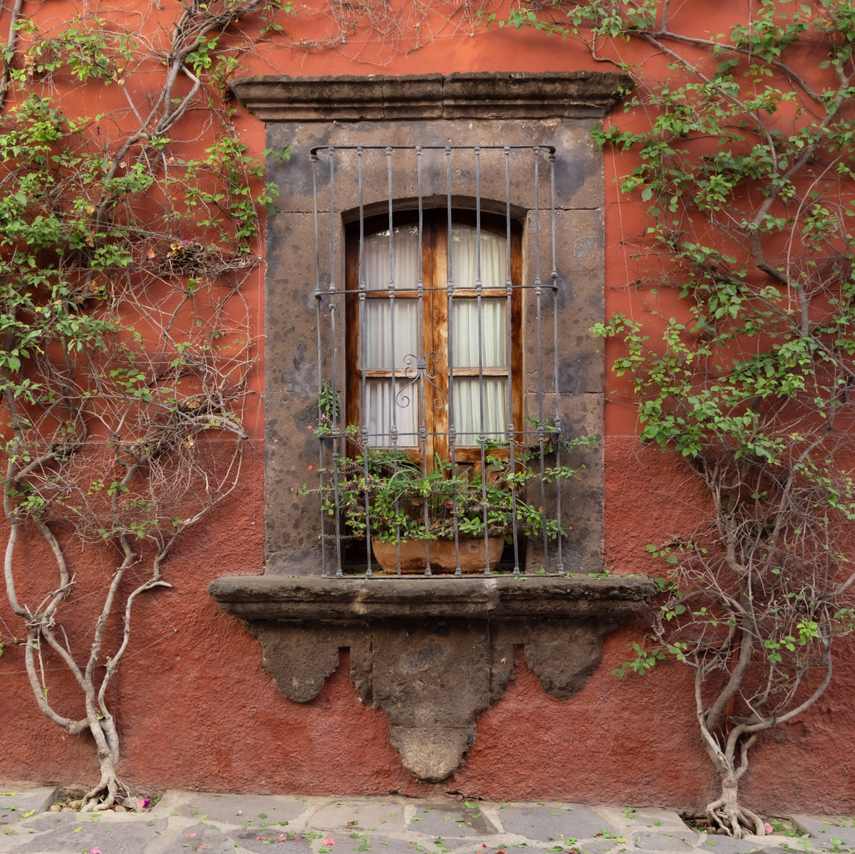 A rustic window with iron bars and a stone frame set in a red stucco wall, surrounded by climbing plants and vines with green leaves, and a stone ledge holding a potted plant.