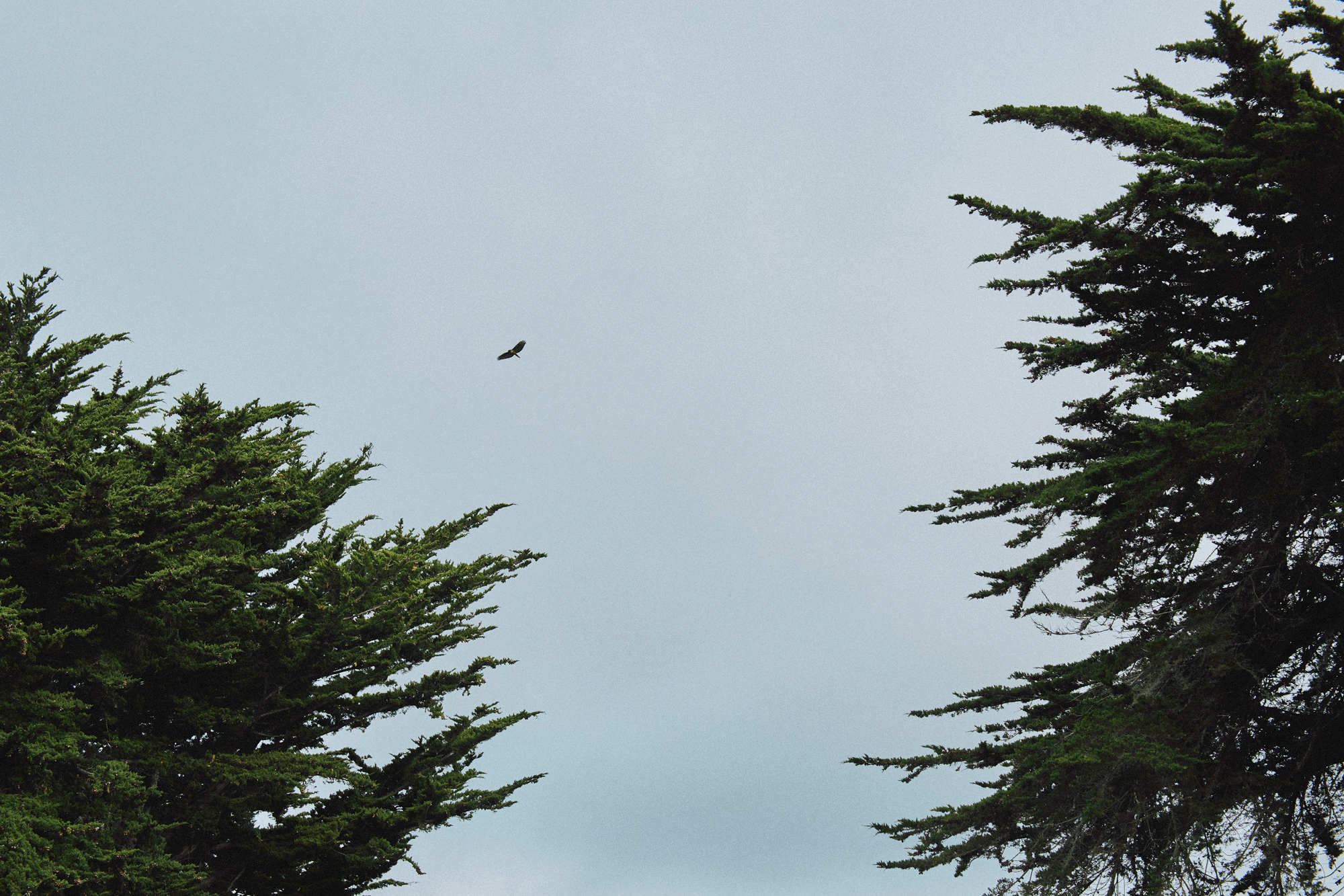 A bird flies in the cloudy sky between the tops of two large, green pine trees, one on the left and one on the right side of the image.